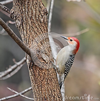 Red-bellied Woodpecker (Melanerpes carolinus) Stock Photo