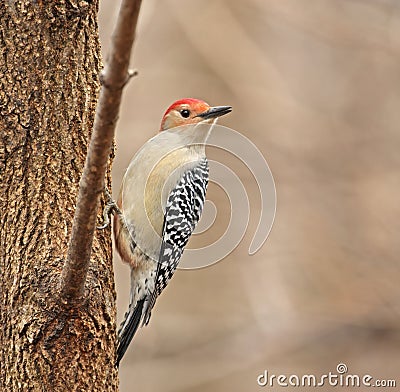 Red-bellied Woodpecker, Melanerpes carolinus Stock Photo