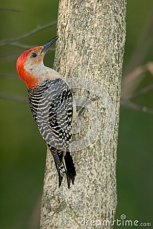 Red-bellied woodpecker Melanerpes carolinus Stock Photo