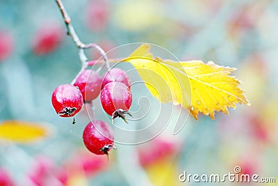 Red berres and a yellow leaf of a tree branch Stock Photo