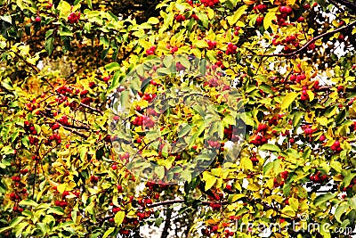 Red berres and a yellow leaves, plant branches Stock Photo