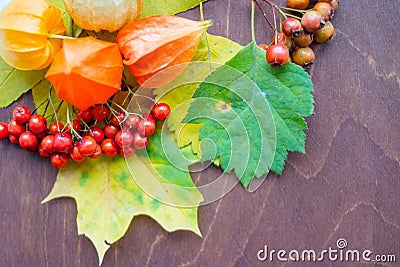 Red berriaes and autumn leaves on old wooden background.Colorful leaves and physalis.Autumn thanksgiving Still Life.Fall Stock Photo