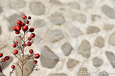 Red berries against the wall background Stock Photo