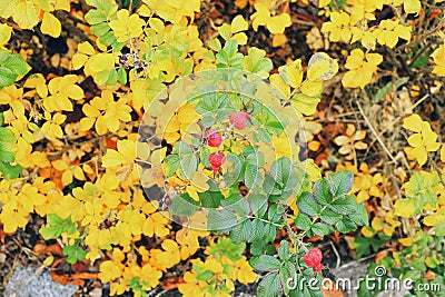 red berries on a background of yellow leavestober,city flowerbed, contrasts Stock Photo