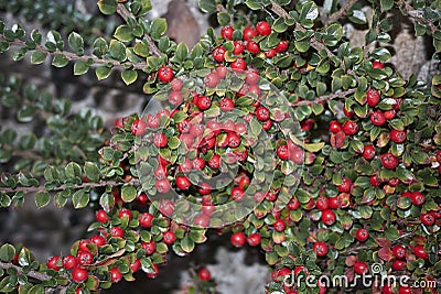 Cotoneaster horizontalis branch with red fruit Stock Photo