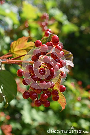 Red berries on a European Cranberry bush Stock Photo