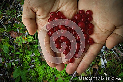 Red berries folded in the shape of a heart in female palms Stock Photo