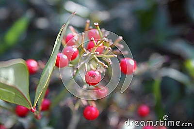 Red berries on green plant Stock Photo