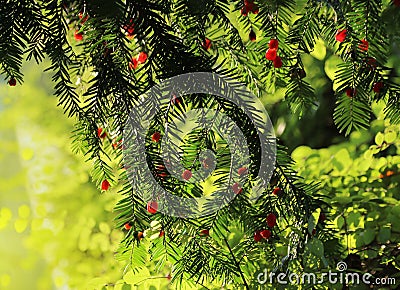Red berries growing on evergreen yew tree in sunlight Stock Photo