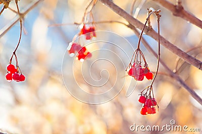 Red berries guelder rose with dew drops in the morning in the fall in sunny weather on a light background_ Stock Photo