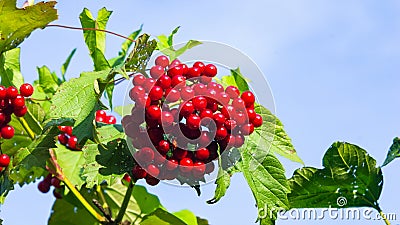 Red berries of a Guelder rose or Viburnum opulus close-up against sky selective focus, shallow DOF Stock Photo