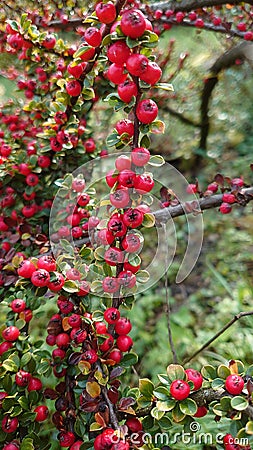 Red berries hanging from the brances of a garden bush Stock Photo