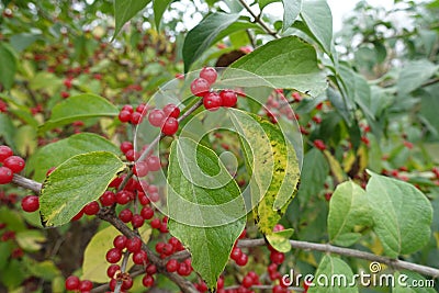 Red berries in the leafage of Lonicera maackii Stock Photo