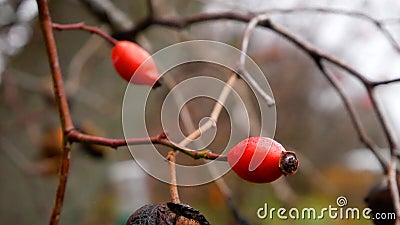 Ripe rosehip berries on leafless branches in late autumn Stock Photo