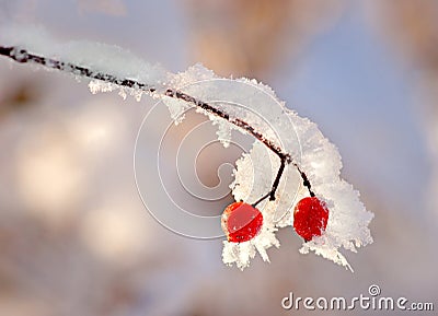 Red berries in snow Stock Photo