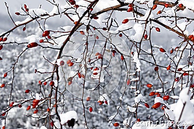 Red berries and snow Stock Photo