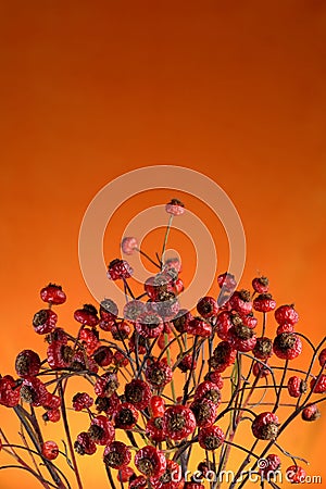 Red berries on stems as bouquet Orange background Stock Photo