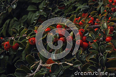 red berries on a tree - Cotoneaster horizontalis Stock Photo