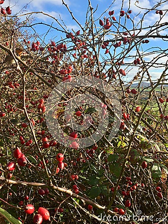 Red berry bush Stock Photo