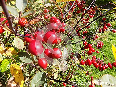 Red berry garden plant Stock Photo