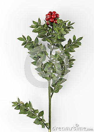 Red Berry Kokina Flower Stock Photo