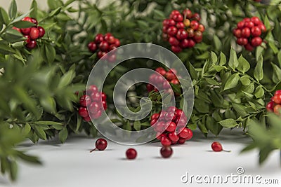 Red Berry Kokina Flower Stock Photo