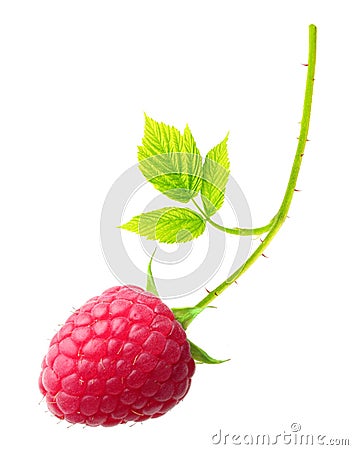 Red berry raspberry isolated Stock Photo