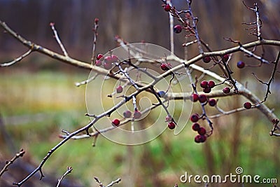 Nature Wallpaper Red Berry`s Up Close Macro Stock Photo