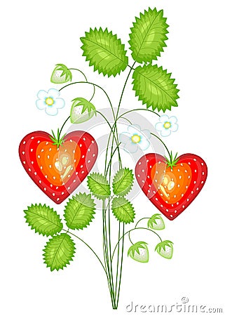 Red berry in the shape of heart. Mature sweet strawberry. The present is in love with Valentine s Day. Vector illustration Cartoon Illustration