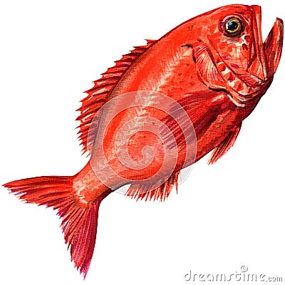 Red beryx decadactylus fish seafood isolated, watercolor illustration on white Cartoon Illustration