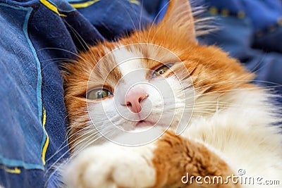 Red best cat half asleep Stock Photo