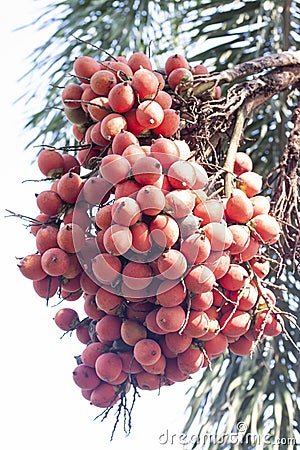 Red betel palm or betel nut on tree in the garden. Stock Photo