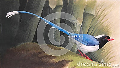 Red-billed Blue Magpie (Urocissa erythrorhyncha) on a mossy log in a bamboo forest Stock Photo