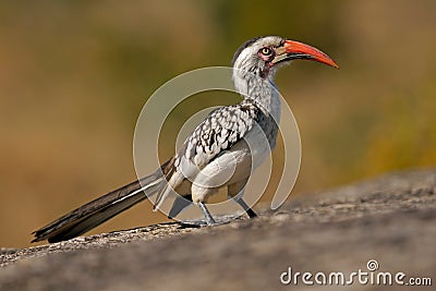 Red-billed hornbill Stock Photo