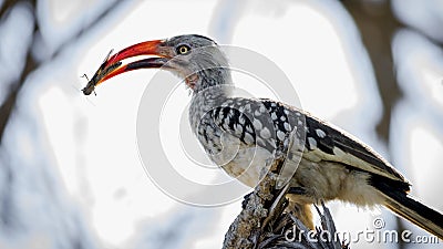 Red-Billed Hornbill With Bug Stock Photo