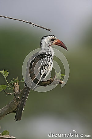 Red-billed hornbill, Tockus erythrorhynchus Stock Photo