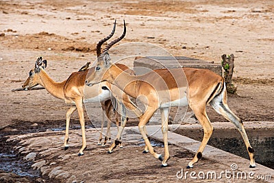 Red Billed Ox pecker sitting on the back on an Impala Stock Photo