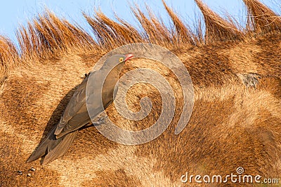 Red billed ox-pecker sitting on a giraffe neck hinting for insec Stock Photo