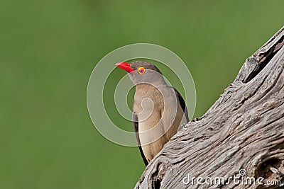 Red-billed Oxpecker Stock Photo