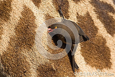 Red-billed Oxpecker Stock Photo
