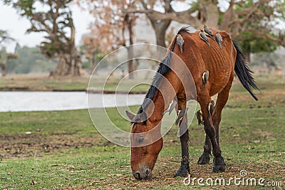 Red-billed Oxpecker - Buphagus erythrorynchus Stock Photo