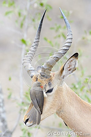 Red-billed oxpecker picking on Impala Stock Photo