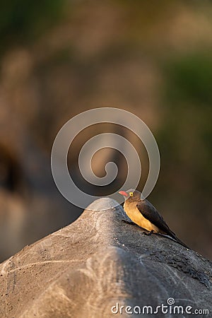 A Red-billed Oxpecker sitting on the back of a White Rhino with another rhino blurred in the background. Stock Photo