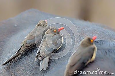 Red-billed oxpecker sitting on a buffalo in Sabi Sands Game Reserve Stock Photo
