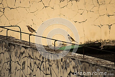 Red-billed starling with another bird perched on a metal pole in Deyang, China Stock Photo