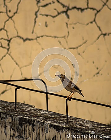 Red-billed starling perched on a metal pole in an urban area in Deyang, China Stock Photo