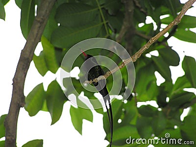 Red-billed streamertail on a branch Stock Photo