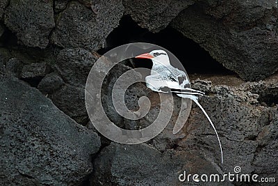 Red-billed tropicbird Stock Photo