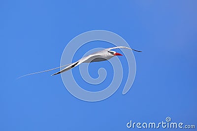 Red-billed tropicbird in flight on Espanola Island, Galapagos National park, Ecuador Stock Photo