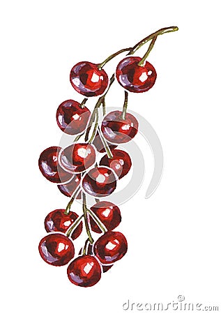 Red bird cherry tree berries isolated watercolor Cartoon Illustration